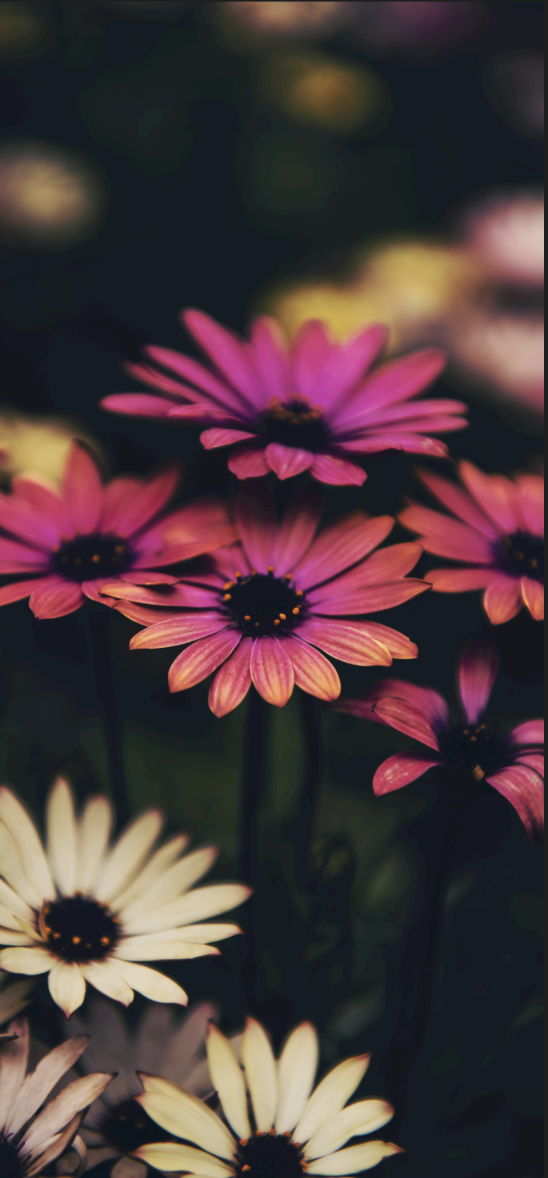 Flower background